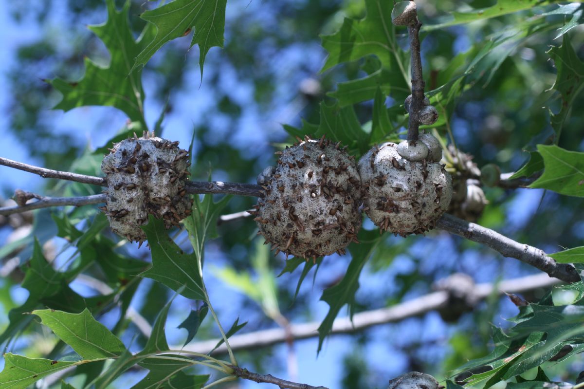 Fagaceae Quercus palustris