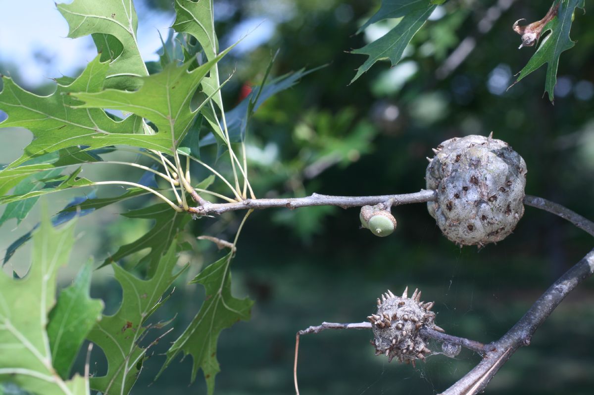 Fagaceae Quercus palustris