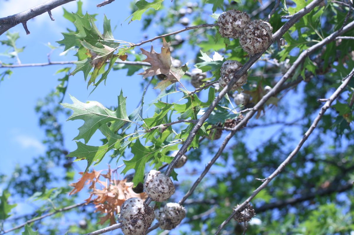 Fagaceae Quercus palustris