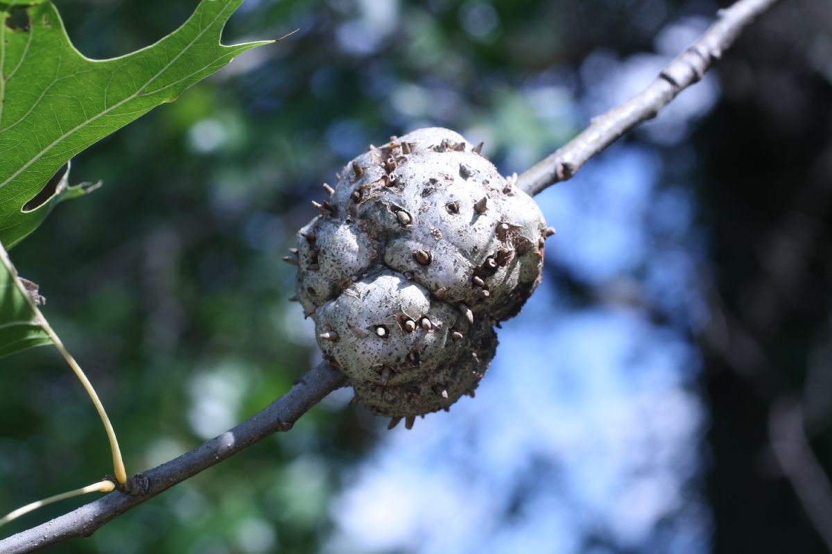 Fagaceae Quercus palustris