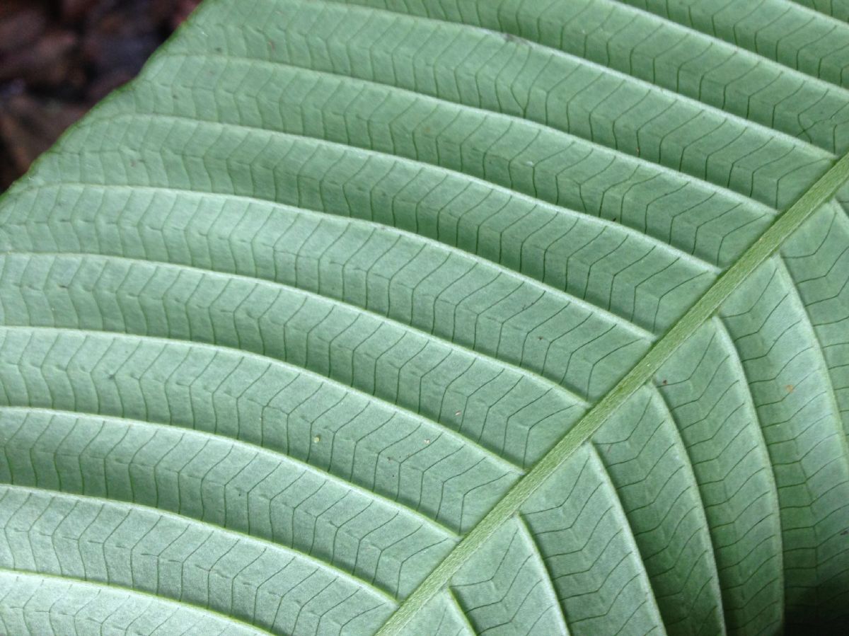 Thelypteridaceae Meniscium giganteum