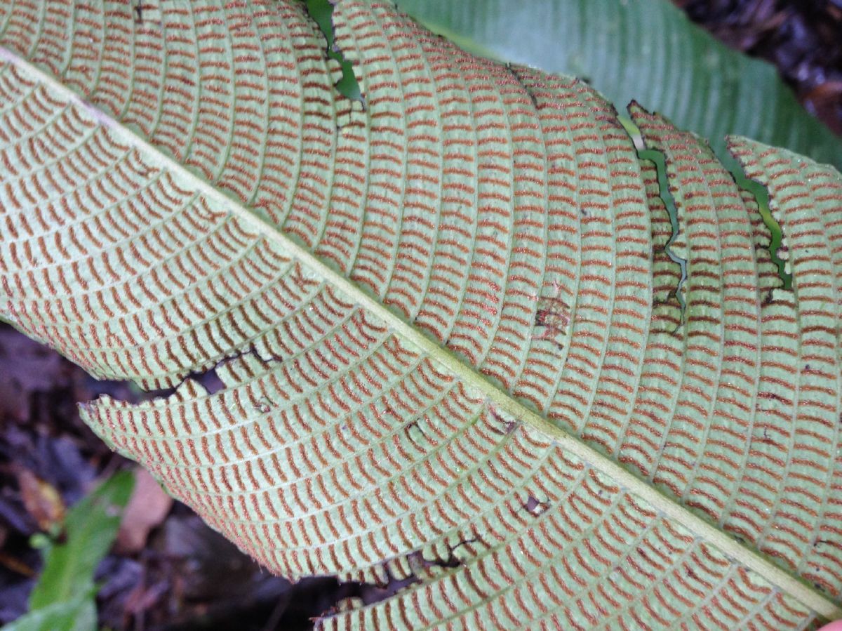 Thelypteridaceae Meniscium giganteum