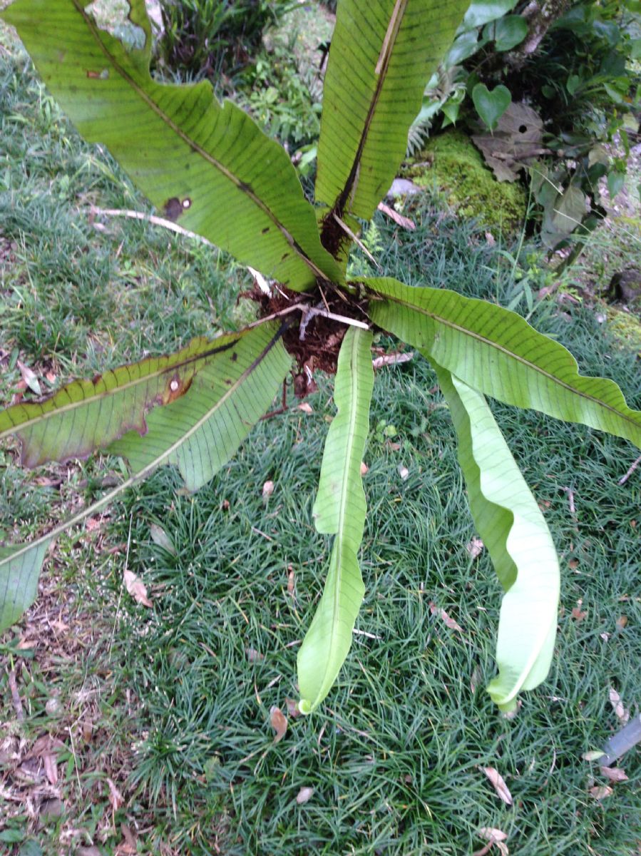 Polypodiaceae Niphidium nidulare