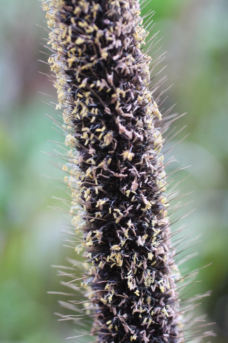 Poaceae Pennisetum glaucum