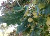 image of Quercus lyrata