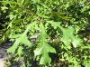 image of Quercus falcata