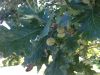 image of Quercus lyrata