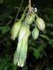 image of Merinthopodium neuranthum