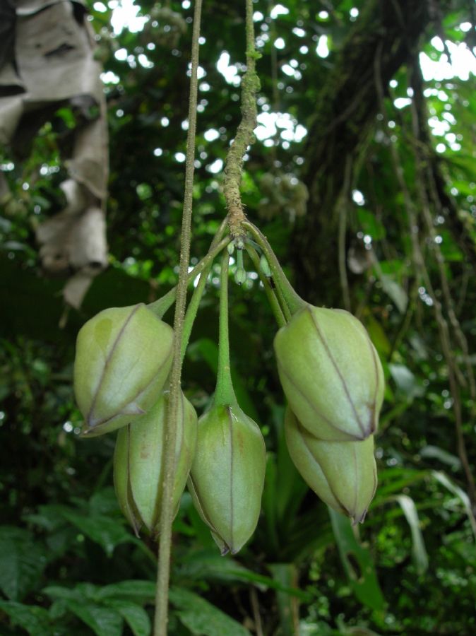 Solanaceae Merinthopodium neuranthum