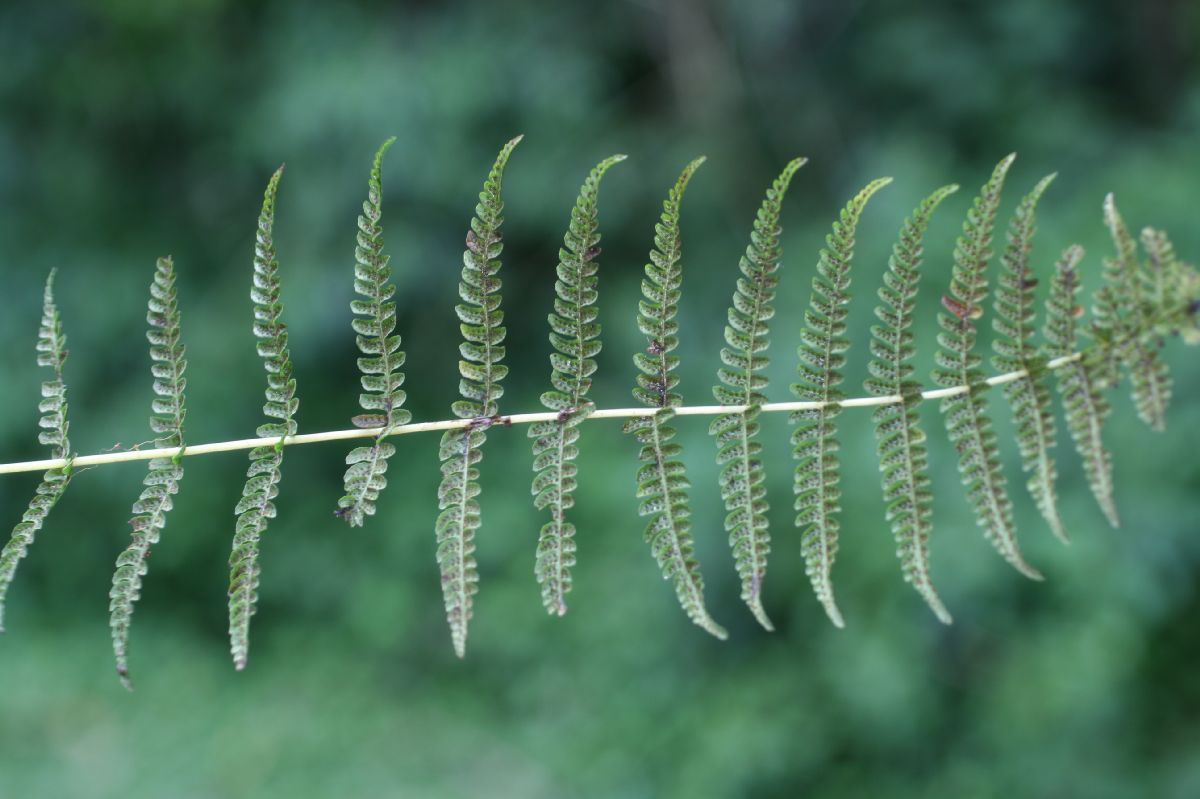 Thelypteridaceae Amauropelta barvae
