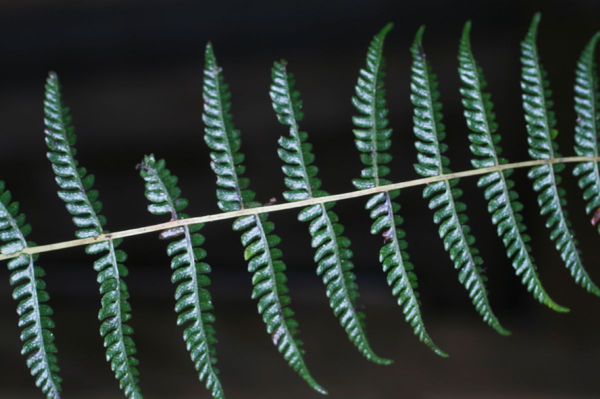 Thelypteridaceae Amauropelta barvae