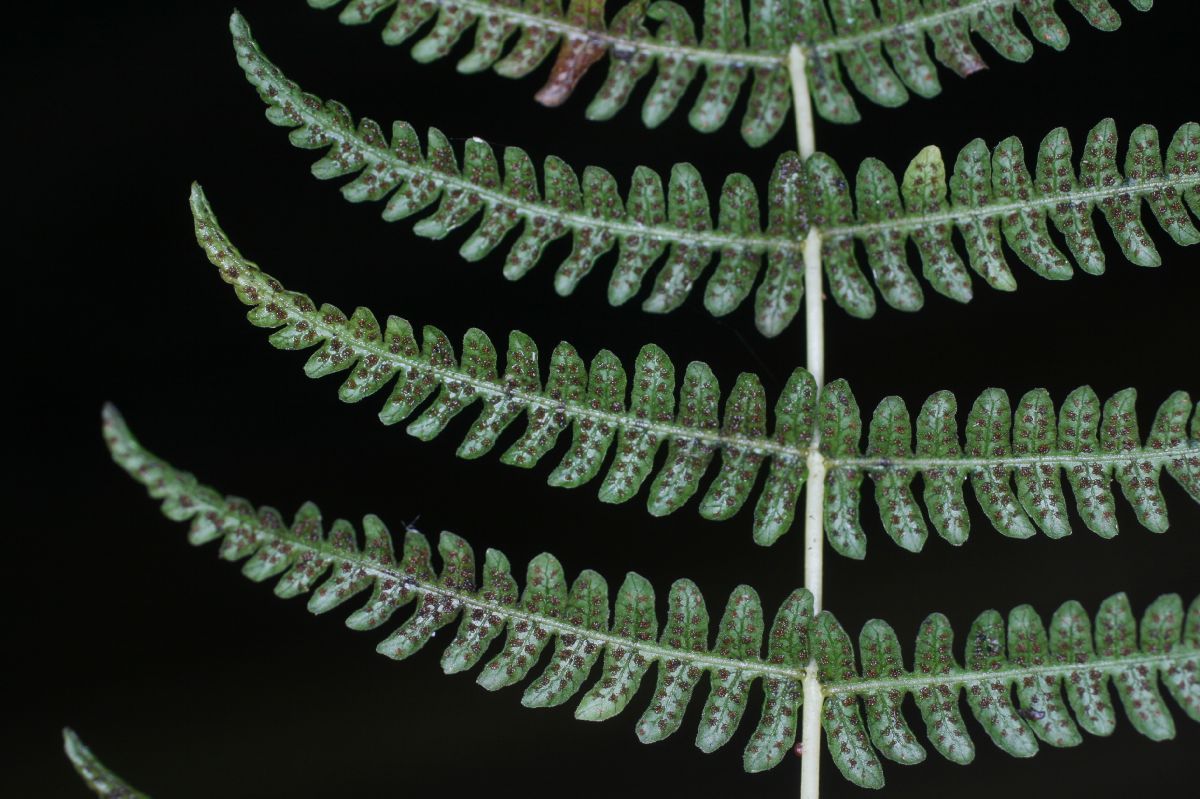 Thelypteridaceae Amauropelta barvae