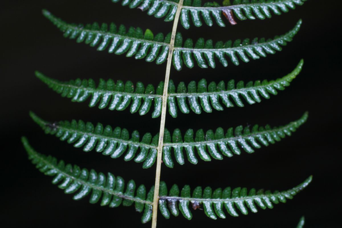 Thelypteridaceae Amauropelta barvae