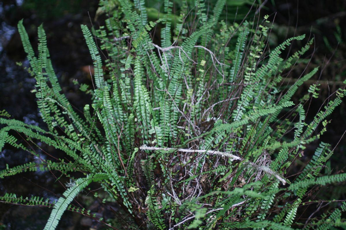 Aspleniaceae Asplenium polyphyllum
