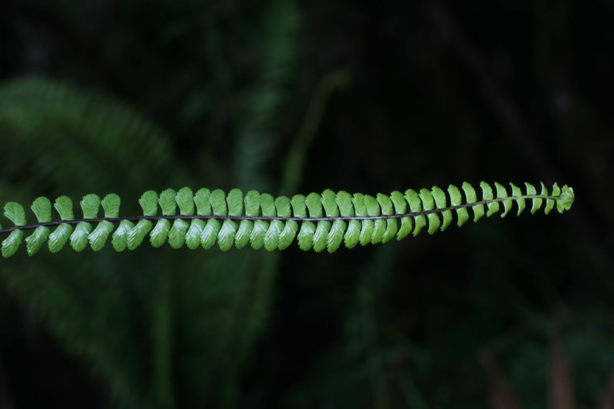 Aspleniaceae Asplenium polyphyllum
