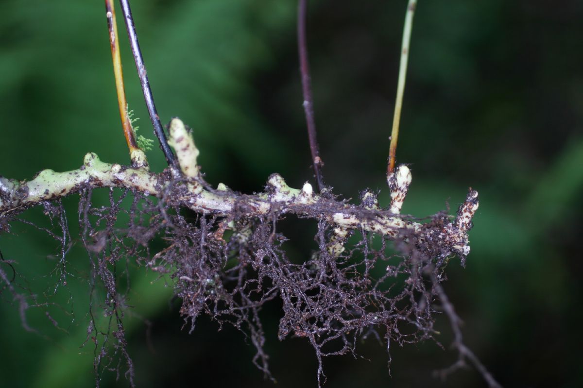Polypodiaceae Campyloneurum pittieri
