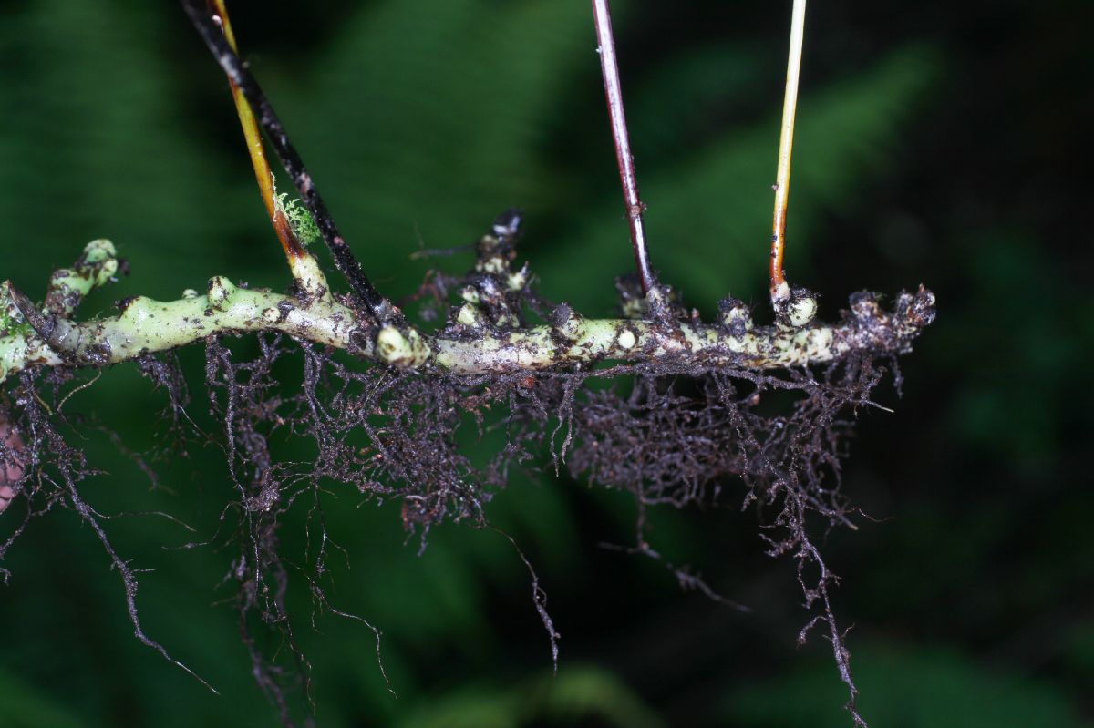 Polypodiaceae Campyloneurum pittieri