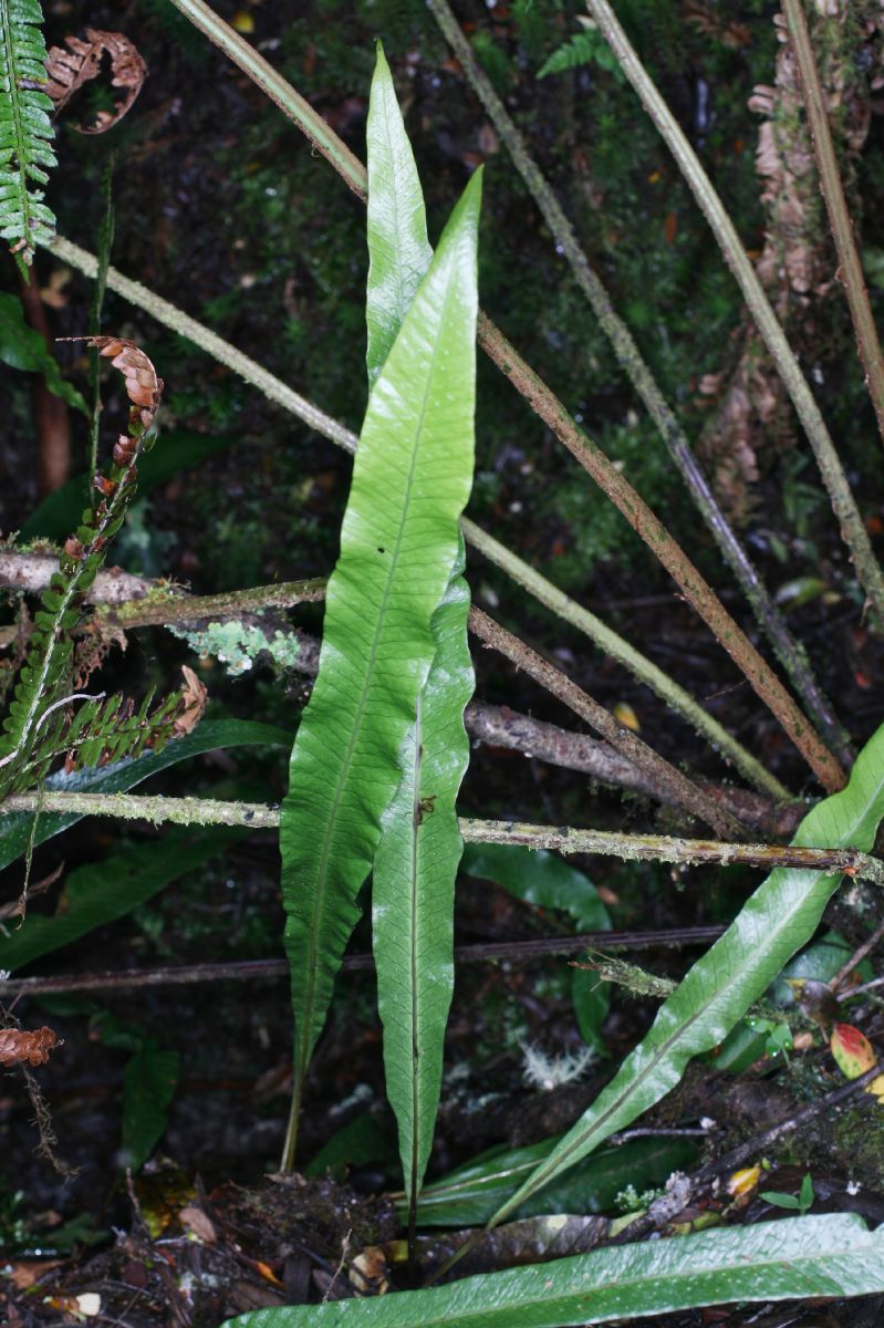 Polypodiaceae Campyloneurum pittieri