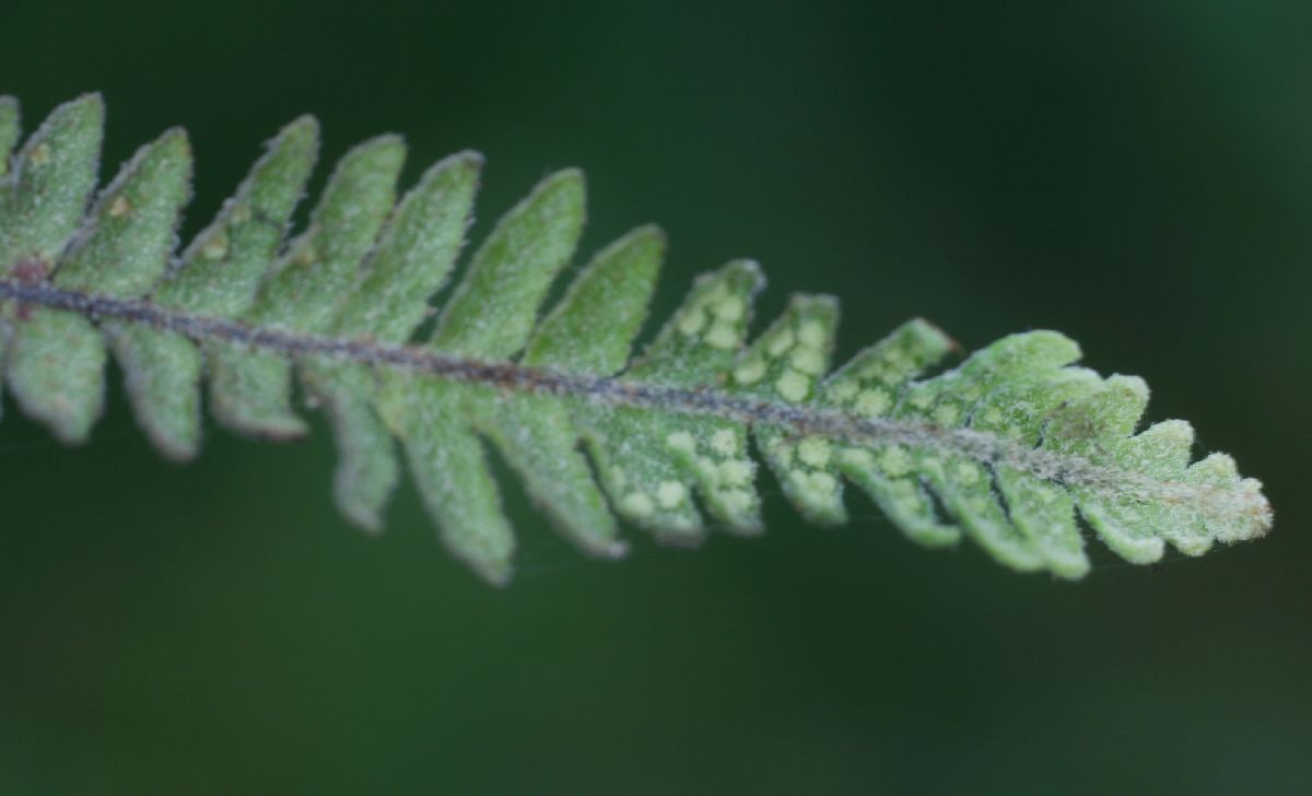 Polypodiaceae Galactodenia subscabra