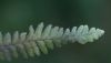 image of Galactodenia subscabra
