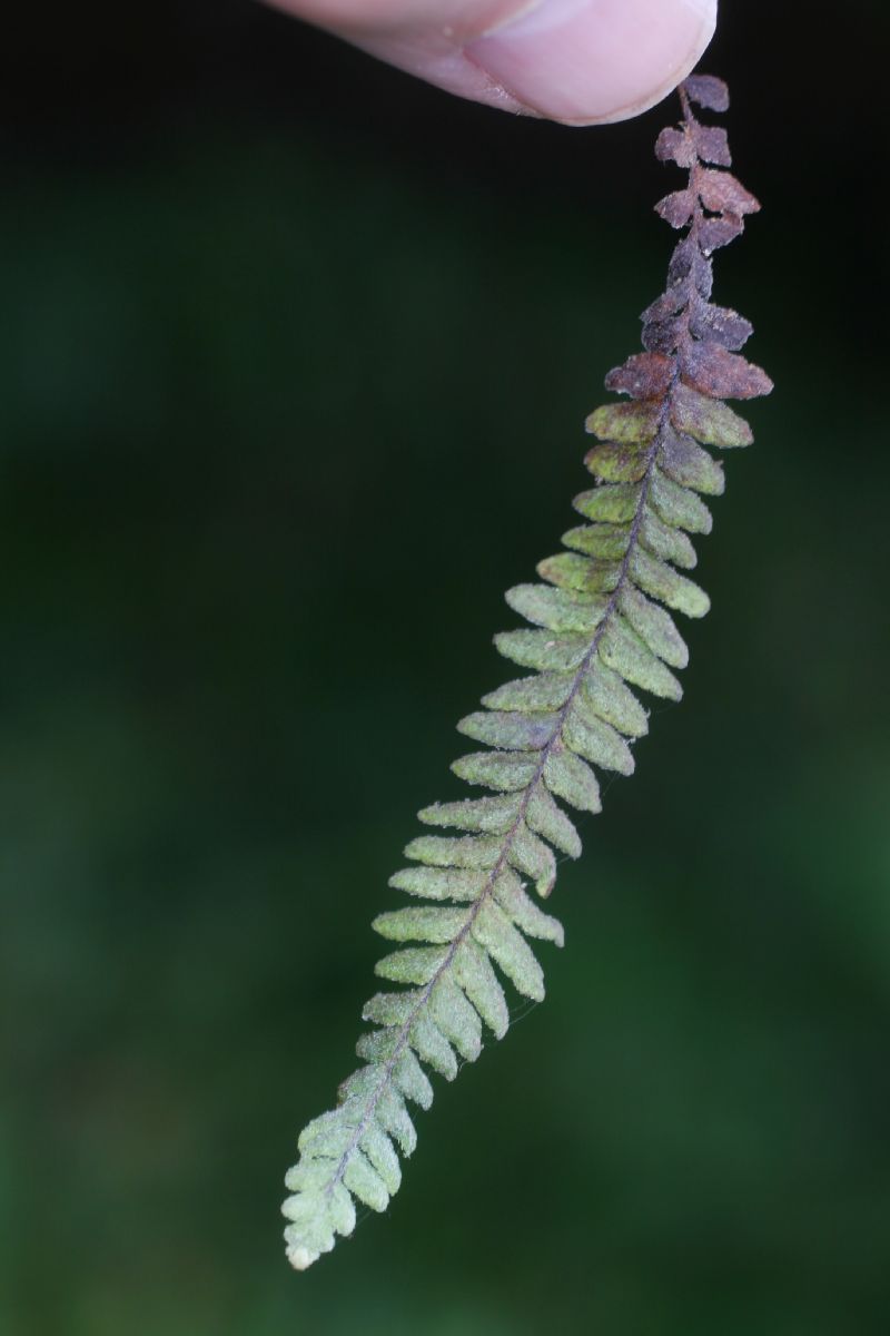 Polypodiaceae Galactodenia subscabra