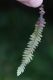 image of Galactodenia subscabra
