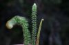 image of Jamesonia rotundifolia