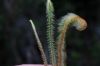 image of Jamesonia rotundifolia