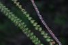 image of Jamesonia rotundifolia
