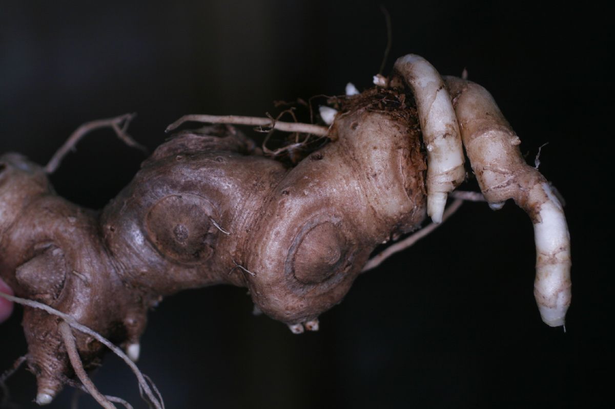 Asparagaceae Maianthemum gigas