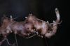 image of Maianthemum gigas