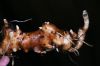 image of Maianthemum gigas