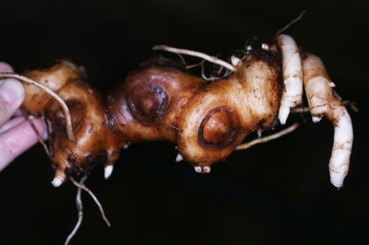 Asparagaceae Maianthemum gigas