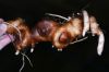 image of Maianthemum gigas