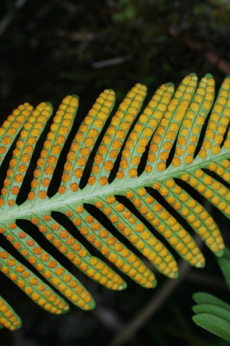 Polypodiaceae Pleopeltis remota