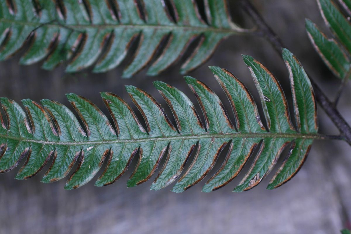 Pteridaceae Pteris muricata