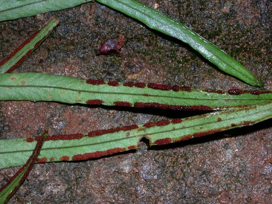 Polypodiaceae Pleopeltis christensenii