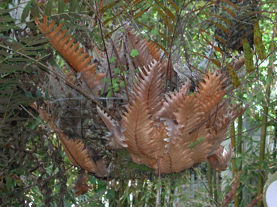 Polypodiaceae Drynaria rigidula