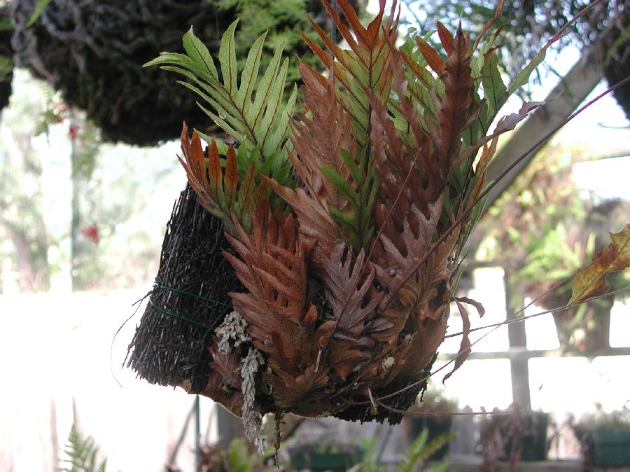 Polypodiaceae Drynaria rigidula