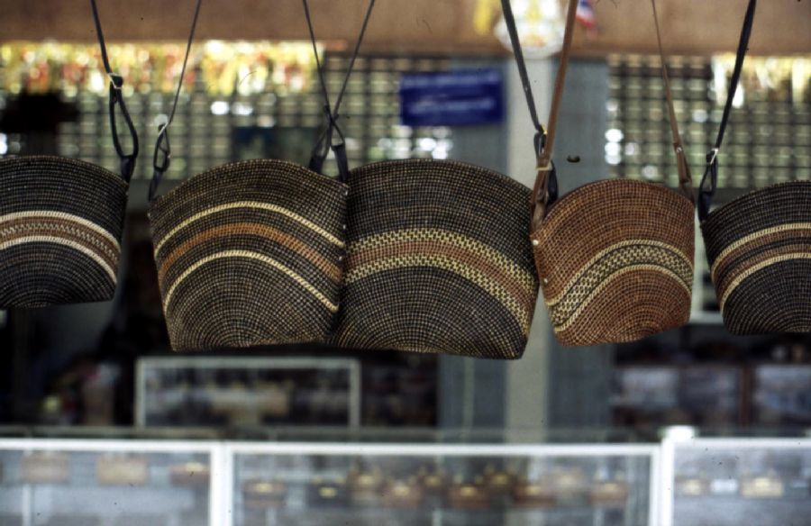 Lygodiaceae Lygodium 