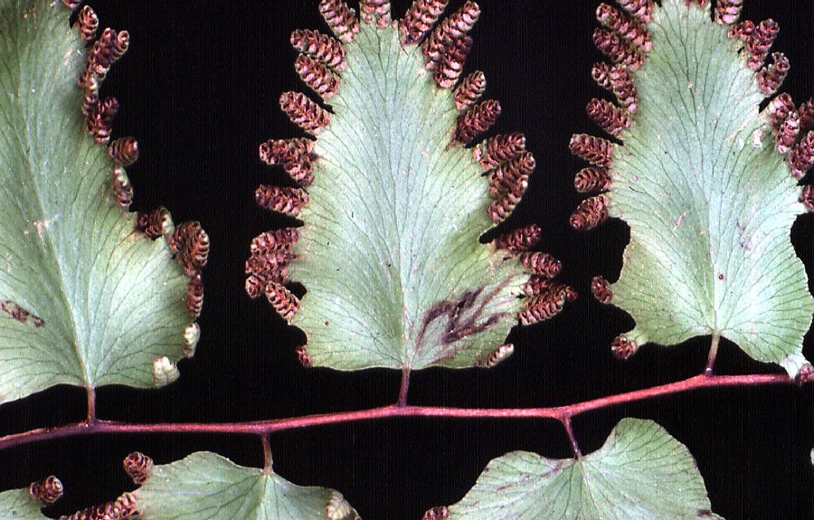 Lygodiaceae Lygodium microphyllum