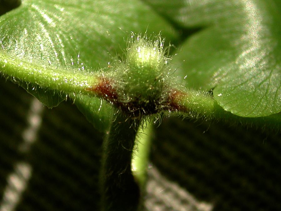 Lygodiaceae Lygodium venustum