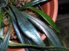 image of Microsorum thailandicum
