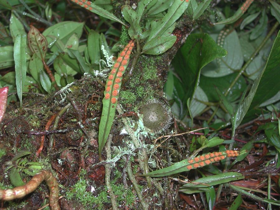 Polypodiaceae Microgramma brunei