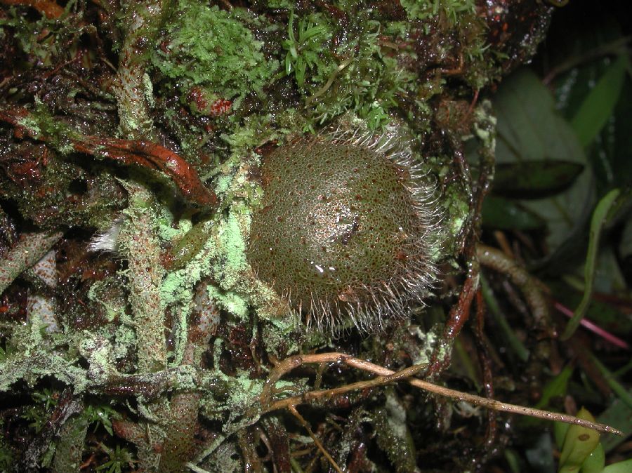 Polypodiaceae Microgramma brunei