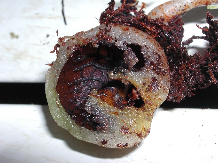 Polypodiaceae Microgramma brunei