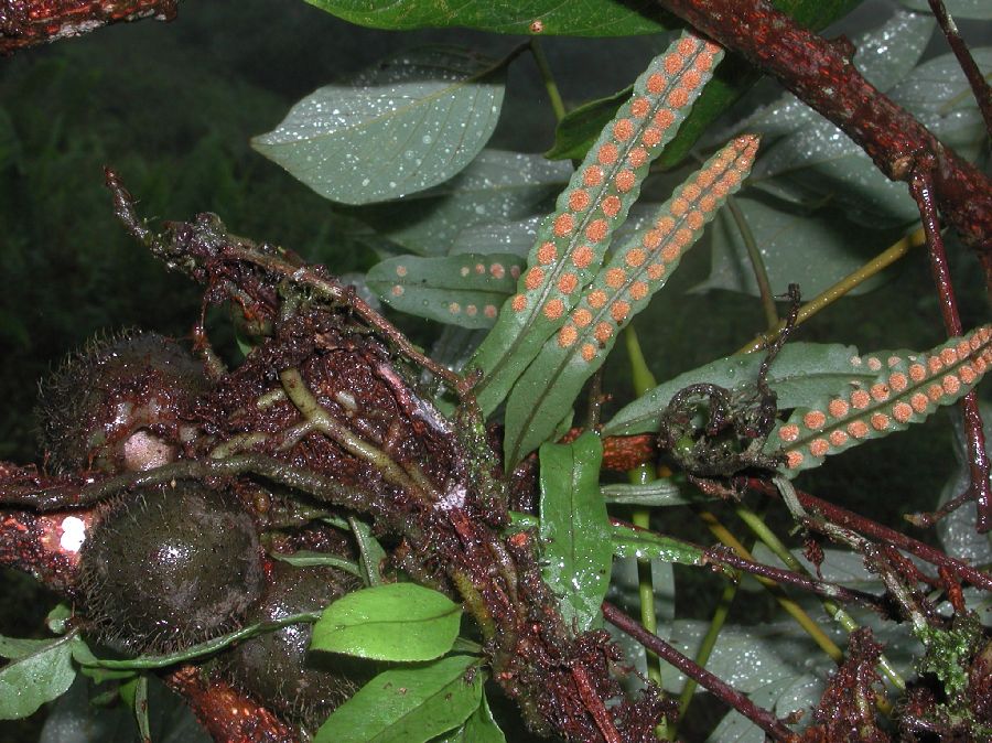 Polypodiaceae Microgramma brunei