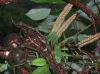 image of Microgramma brunei