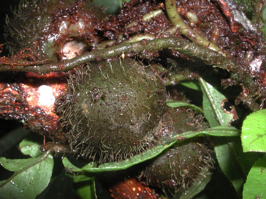 Polypodiaceae Microgramma brunei
