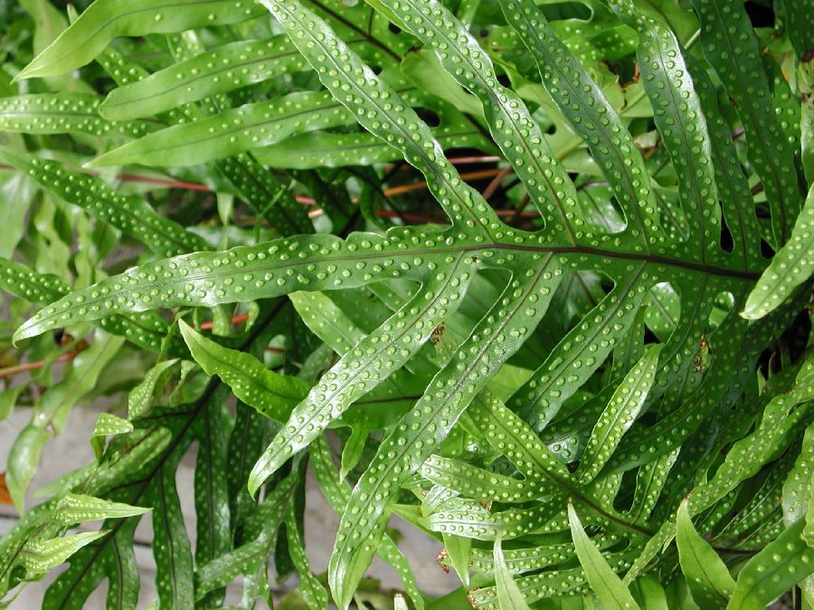 Polypodiaceae Microsorum grossum